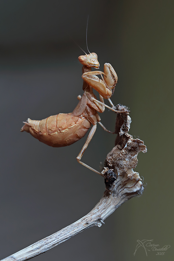 Mantide di Spallanzani (Ameles Spallanzania)