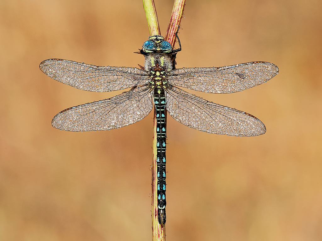 Meglio di un gioiello