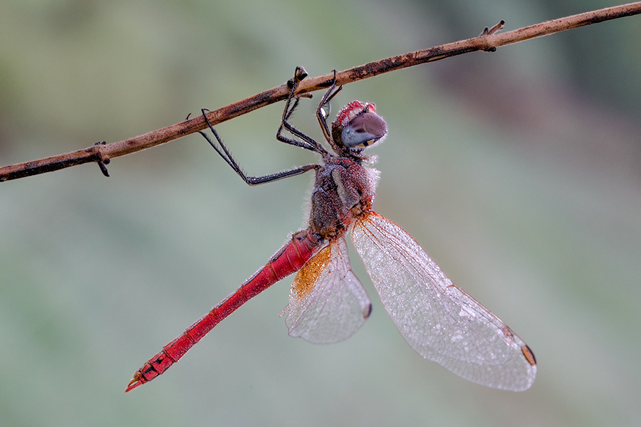 Sympetrum fonscolombii