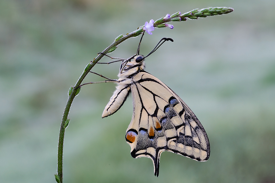 Papilio Machaon