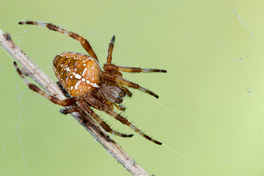 Araneus diadematus