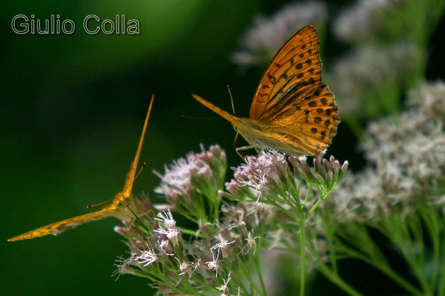Argynnis paphia