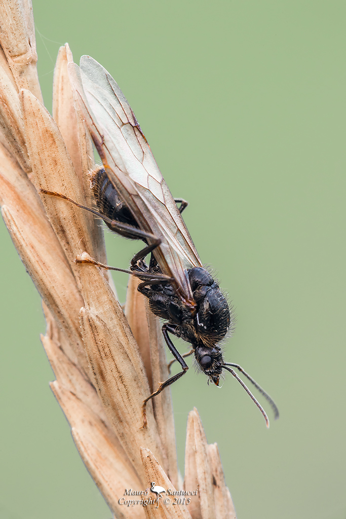 Messor sp., maschio di formica