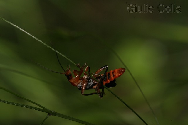 Cantaride in fase di acrobatismo