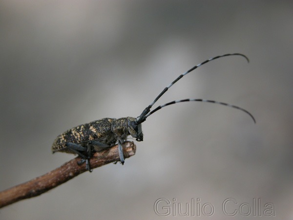 Cerambide :Monochamus sutor