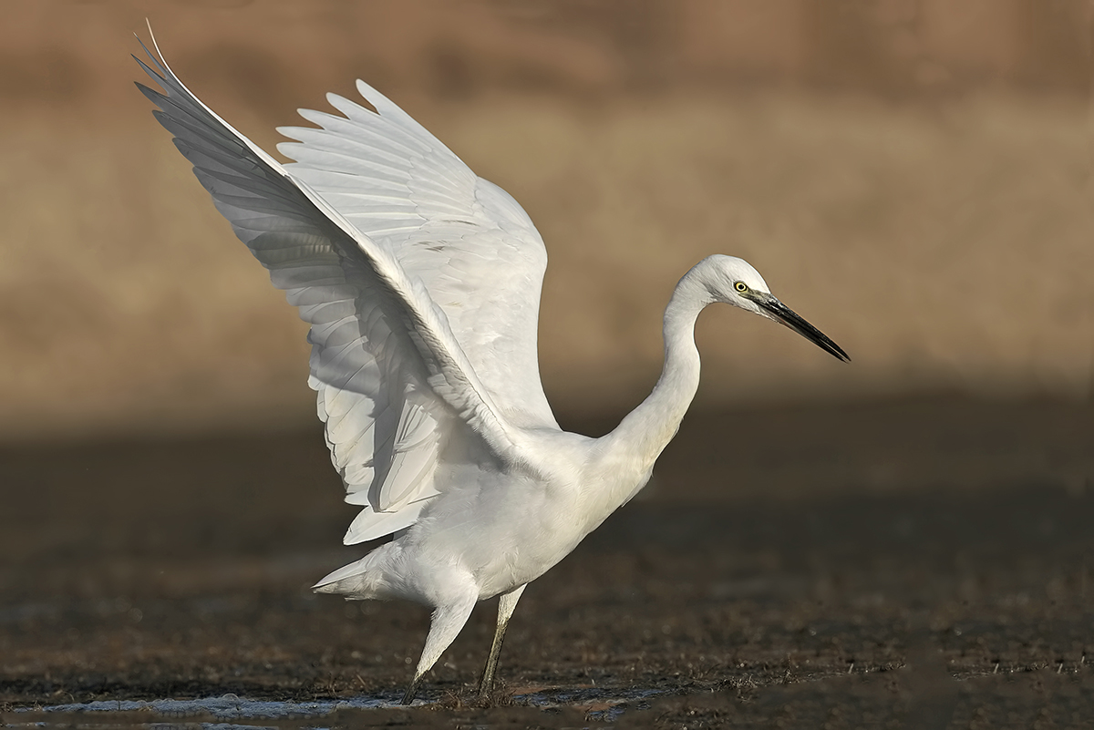 Garzetta al tramonto