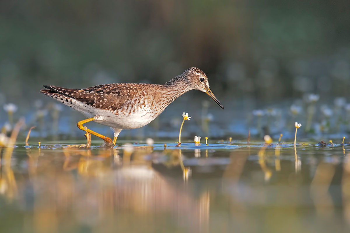 piro piro boschereccio