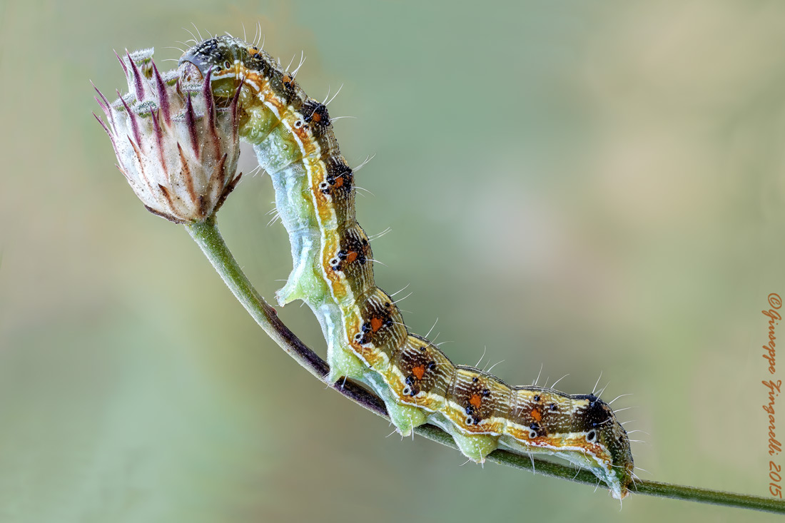 Helicoverpa armigera