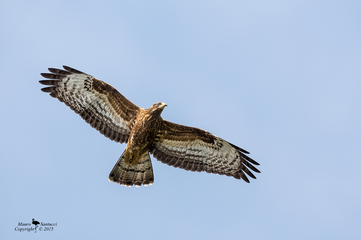 Falco-pecchiaiolo_pernis-apivorus