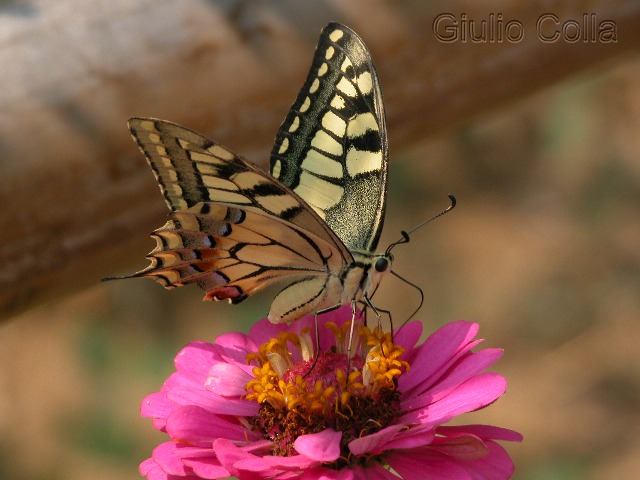 Papilio machaon