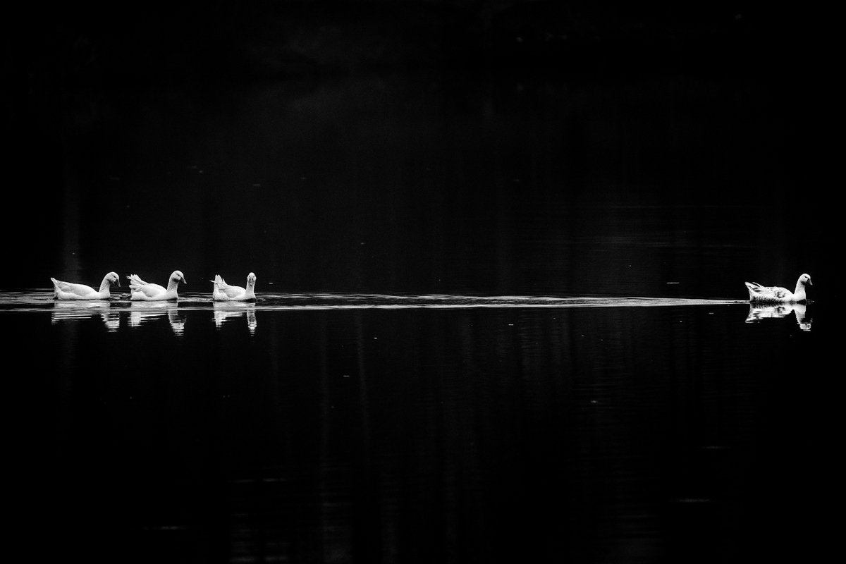 Che te guardi.............?