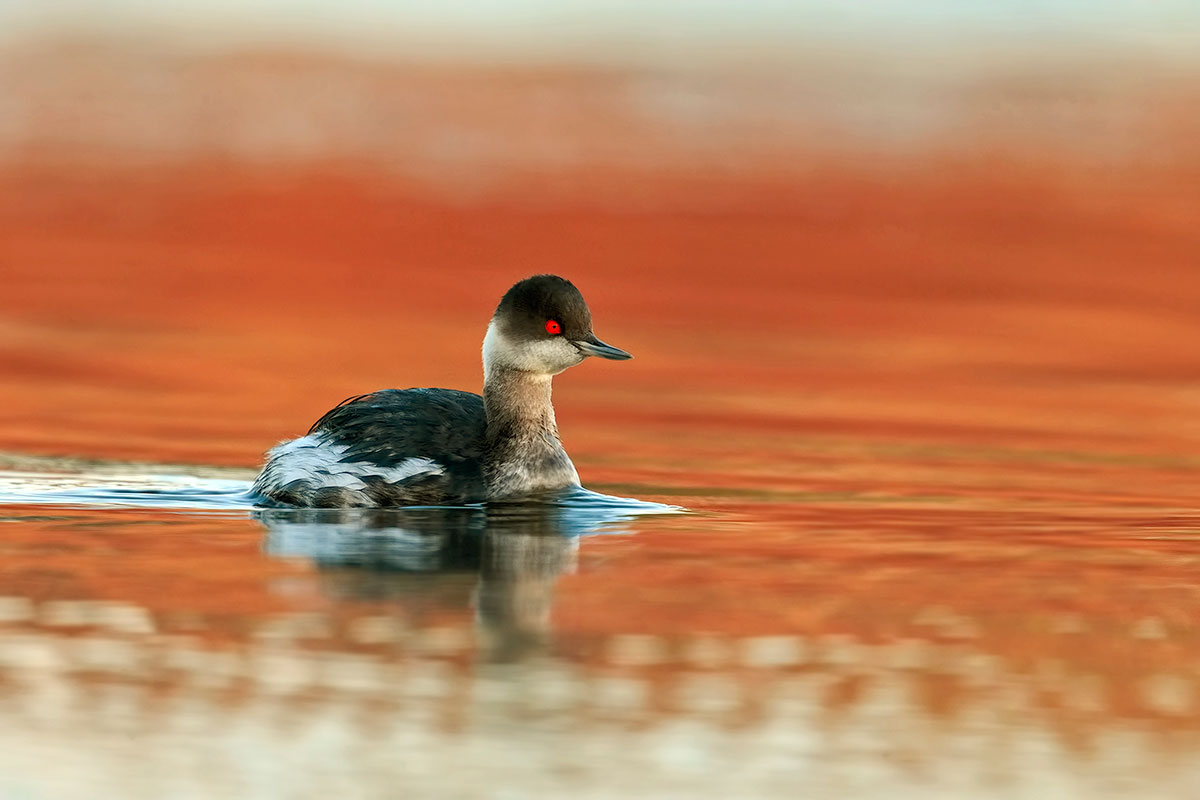 svasso piccolo..all'alba
