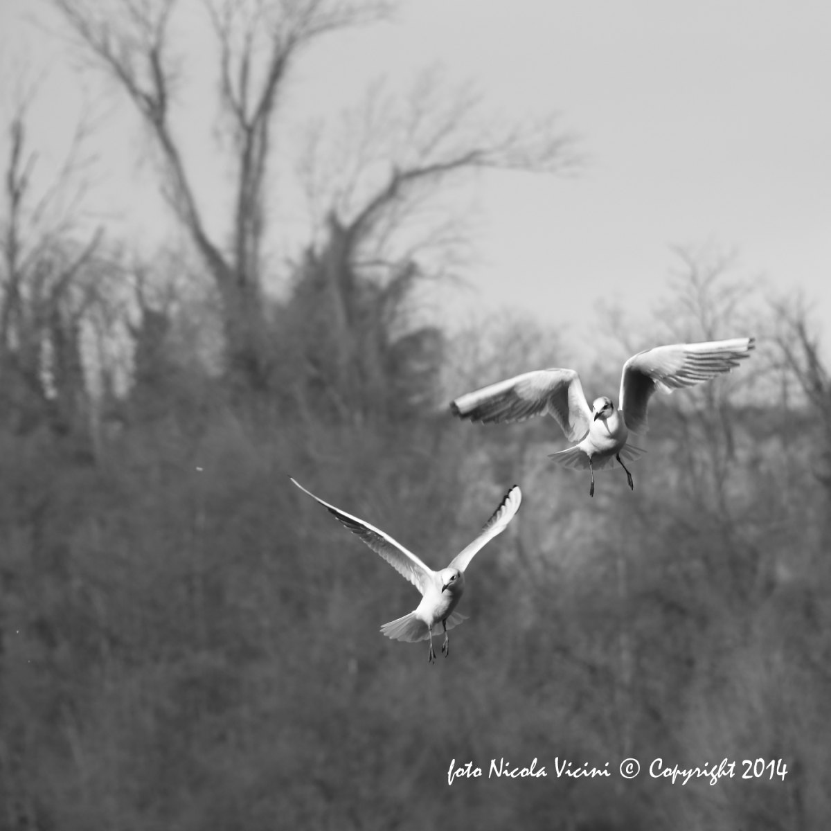 Uccelli, come una danza