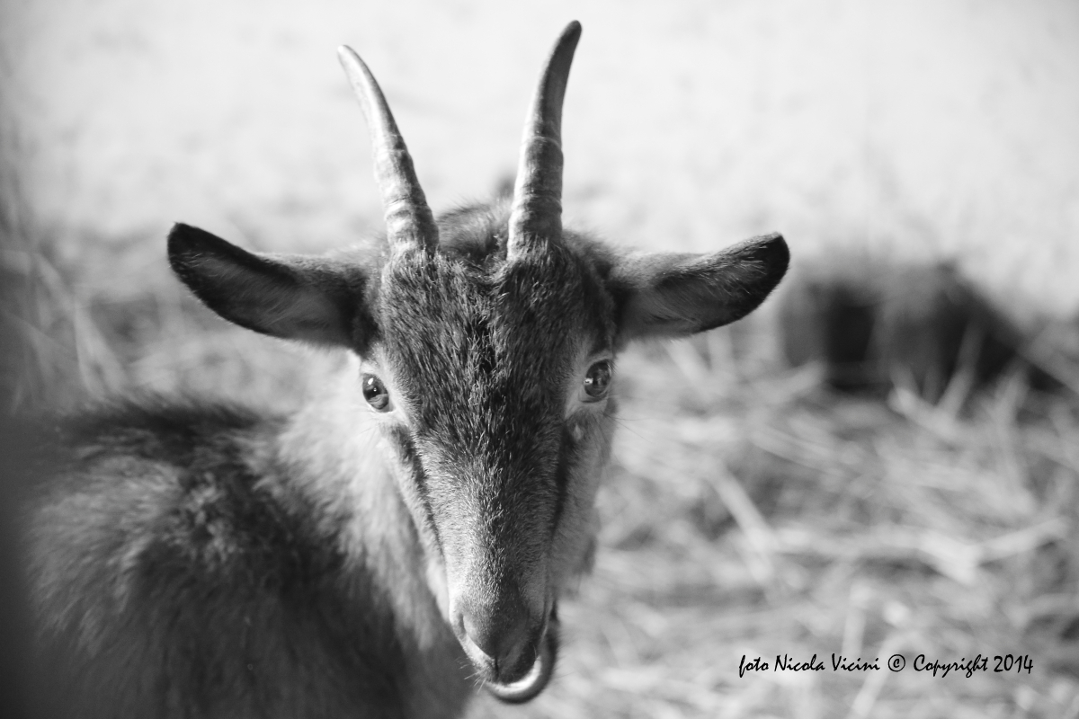Capretta nella stalla di Terz'Alpe