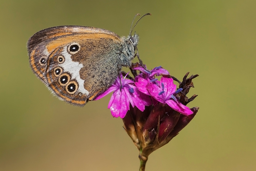 Coenonympha arcania