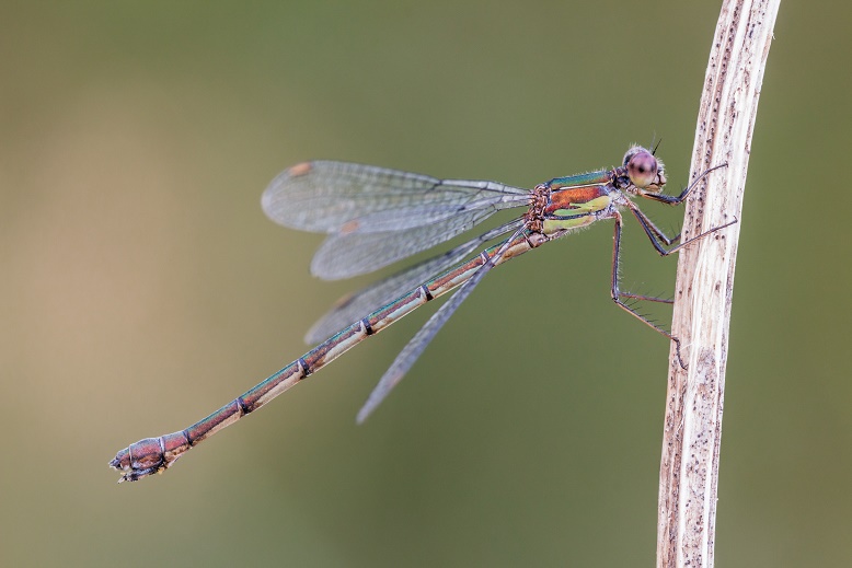 Dama di sera... bel tempo si spera