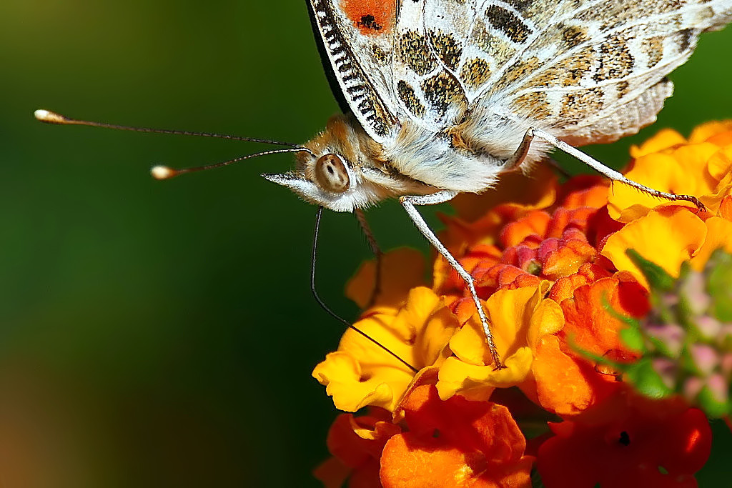 *** Che buono st� sorbetto alla lantana ***