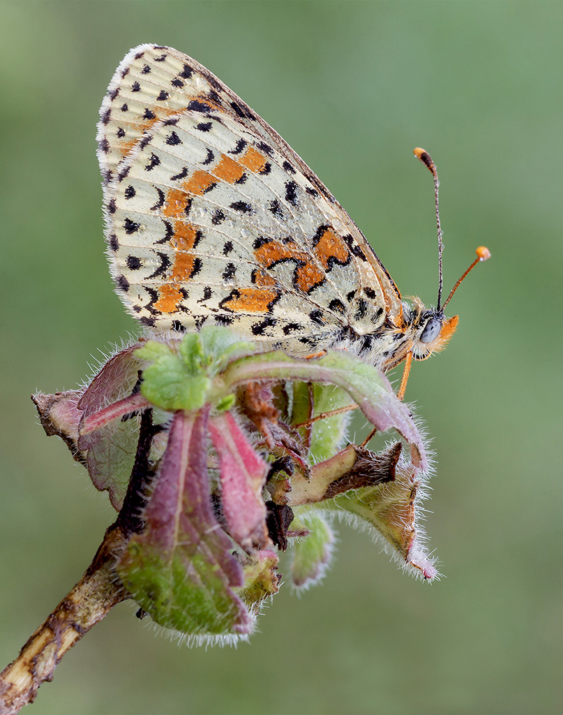 Melitaea didyma...
