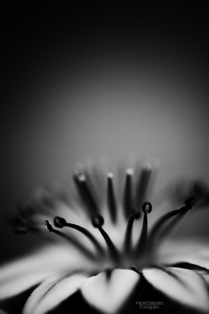 Non faccio foto di fiori