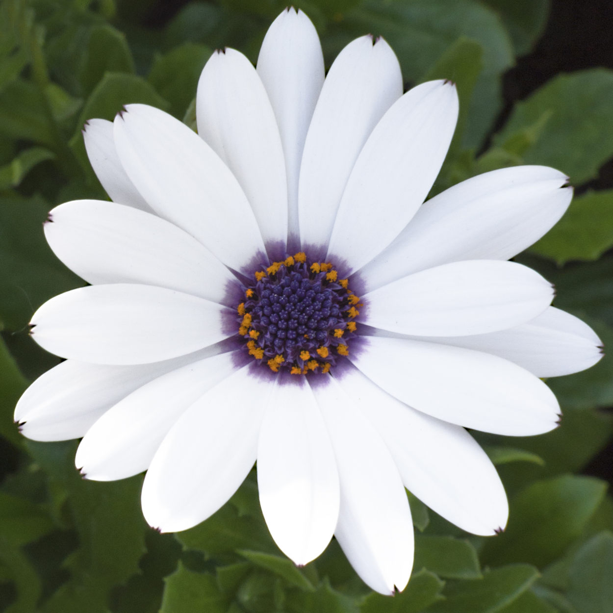 Della serie quadrato � bello...