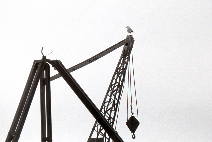 nelle saline di Cervia