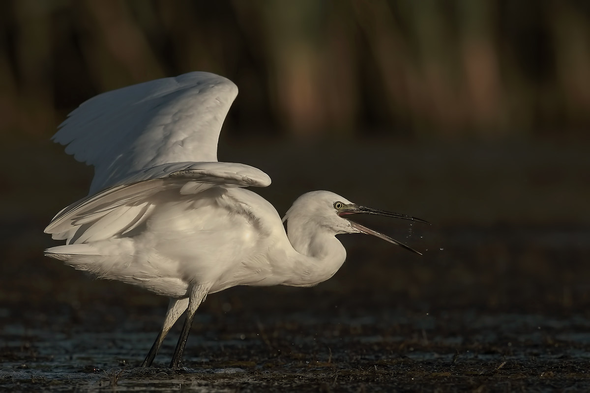 Garzetta... che banchetta