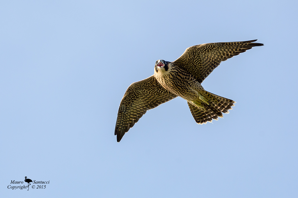 Pellegrino in volo_2