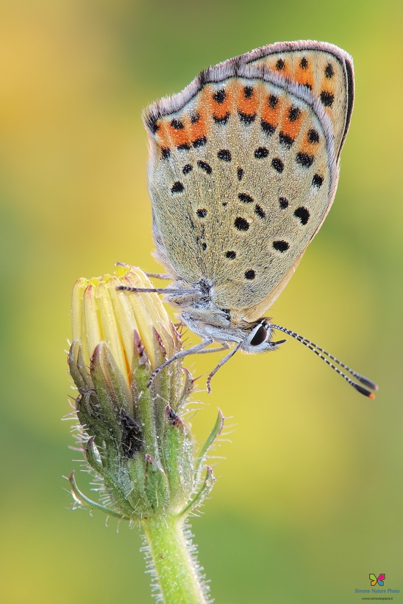 Lycaena tityrus...