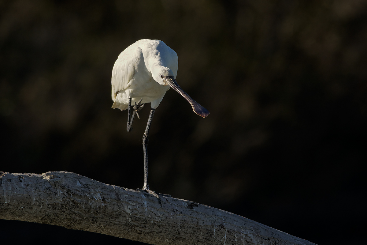 Spatola  (Platalea leucorodia)