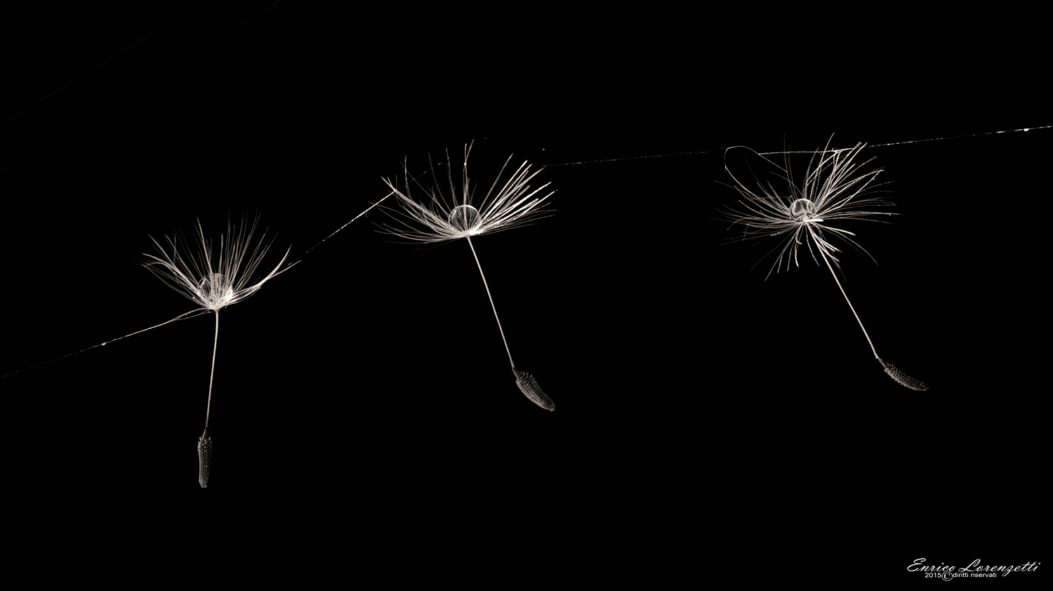 Ballerine del vento..2�