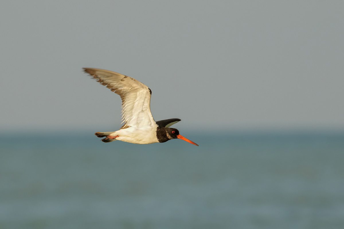 Beccaccia di mare (Haematopus ostralegus)
