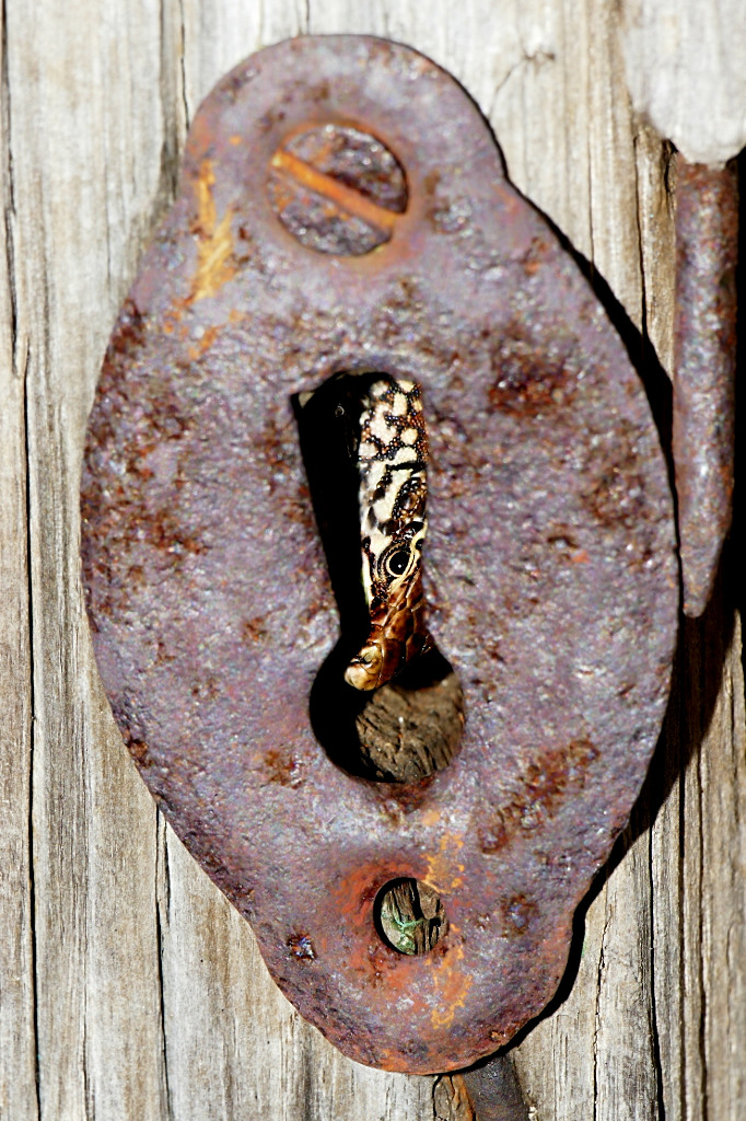 *** Ma tu credi ch'io non ti veda ***