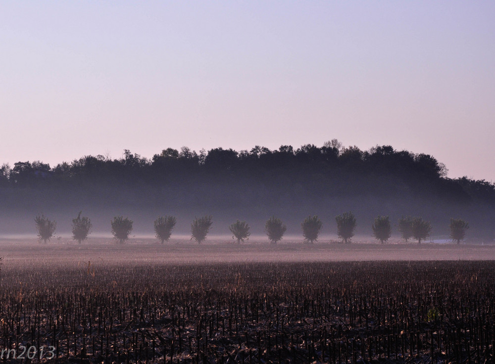 nebbia mattutina in campagna