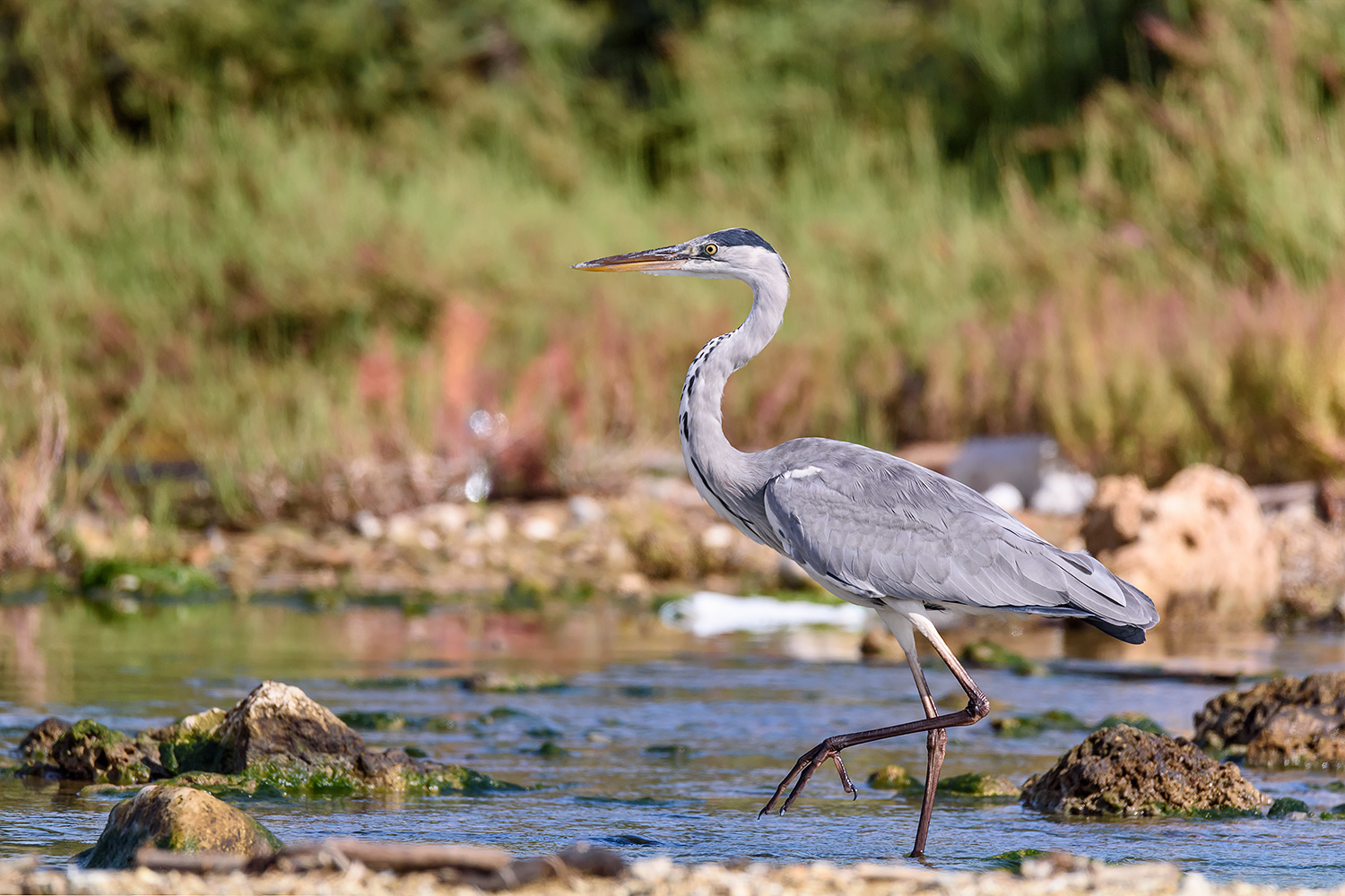 La passeggiata del Cenerino