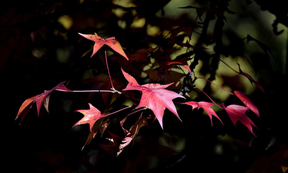 Finalmente l'autunno 1