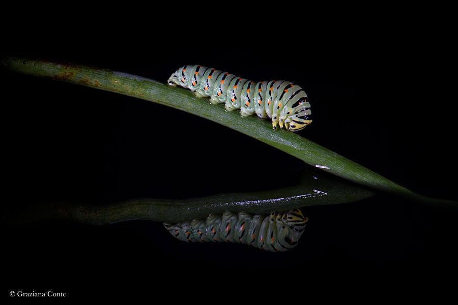 GreenCaterpillar
