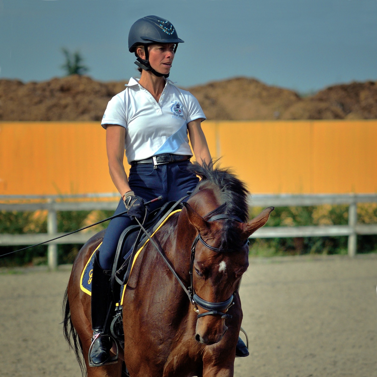 dressage 2