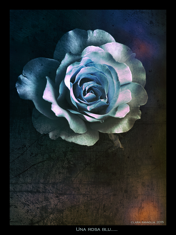 Una rosa blu...