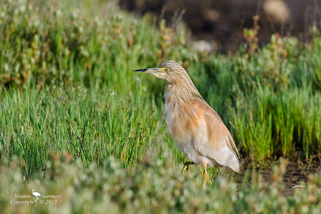 Sgarza ciuffetto_Ardeola ralloides