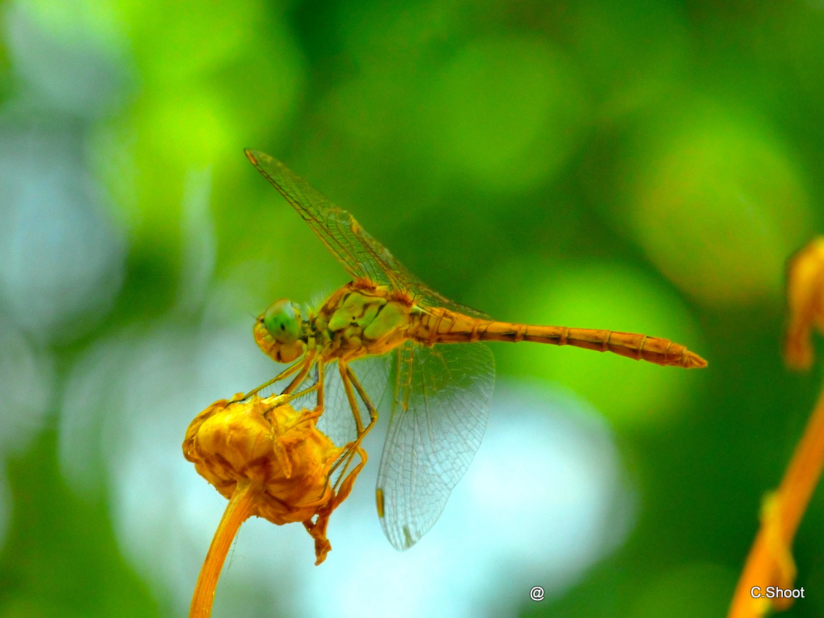Close--up libellula.