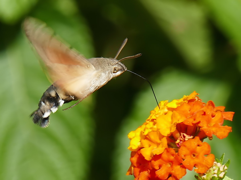 *** La prossima volta...***