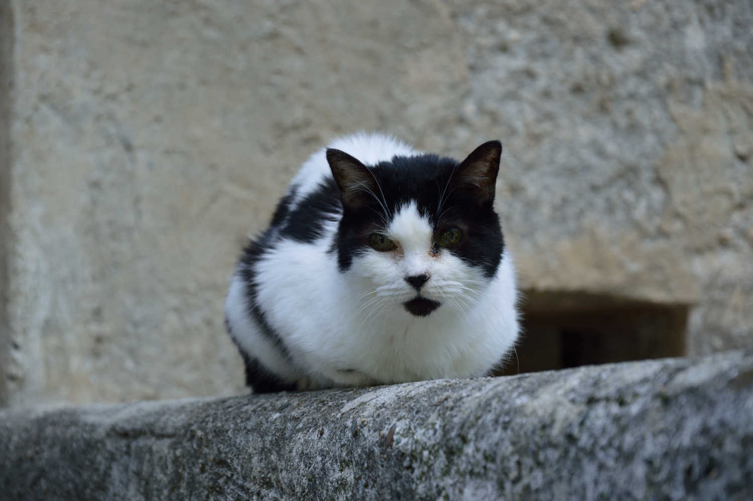 Prima uscita - San Fruttuoso di Camogli - Compagno di viaggio