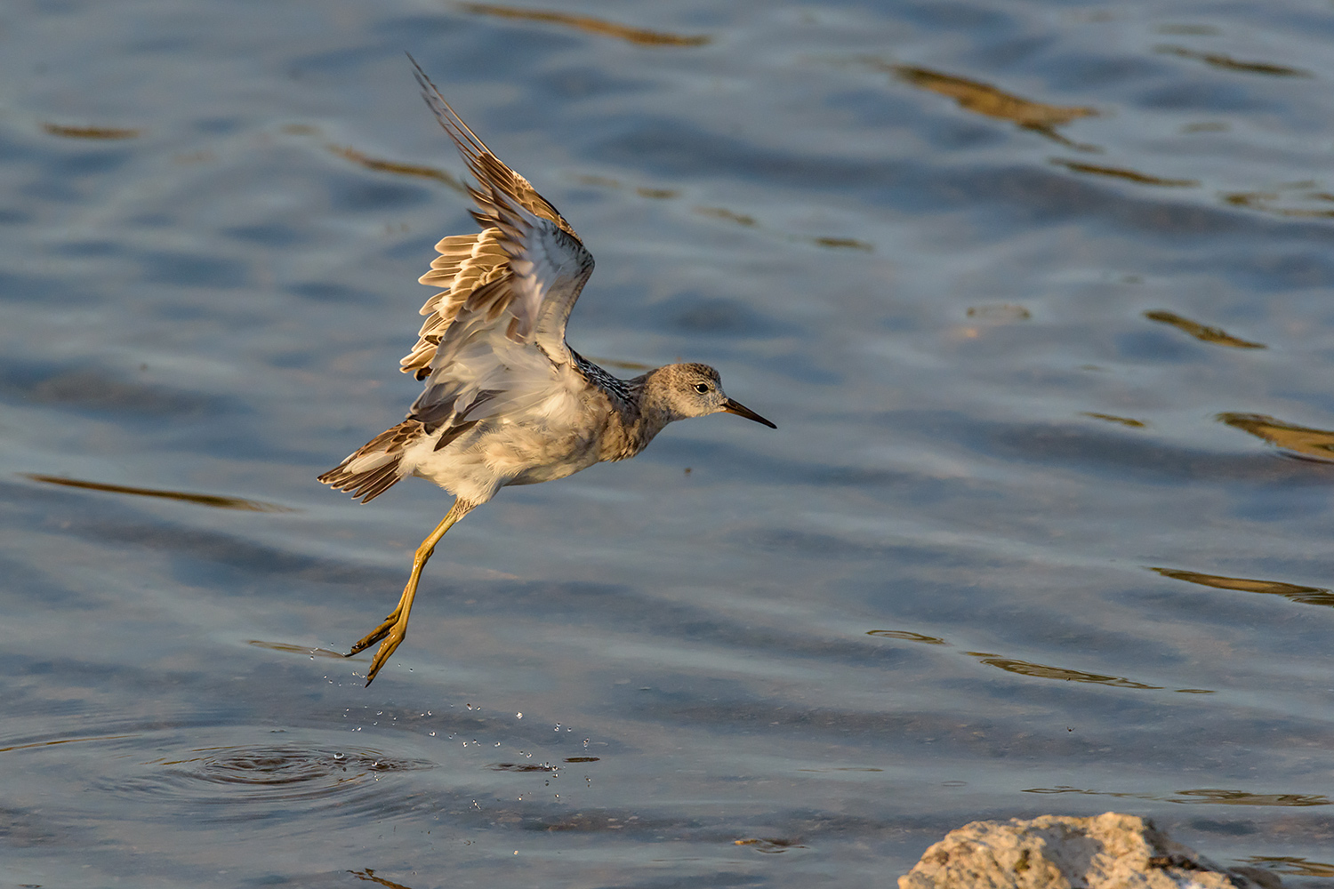 Il balzello del combattente