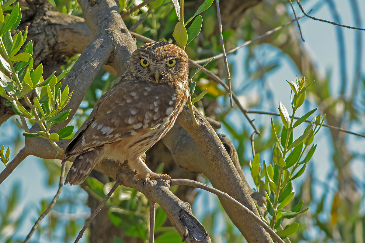 Civetta (Athene noctua)
