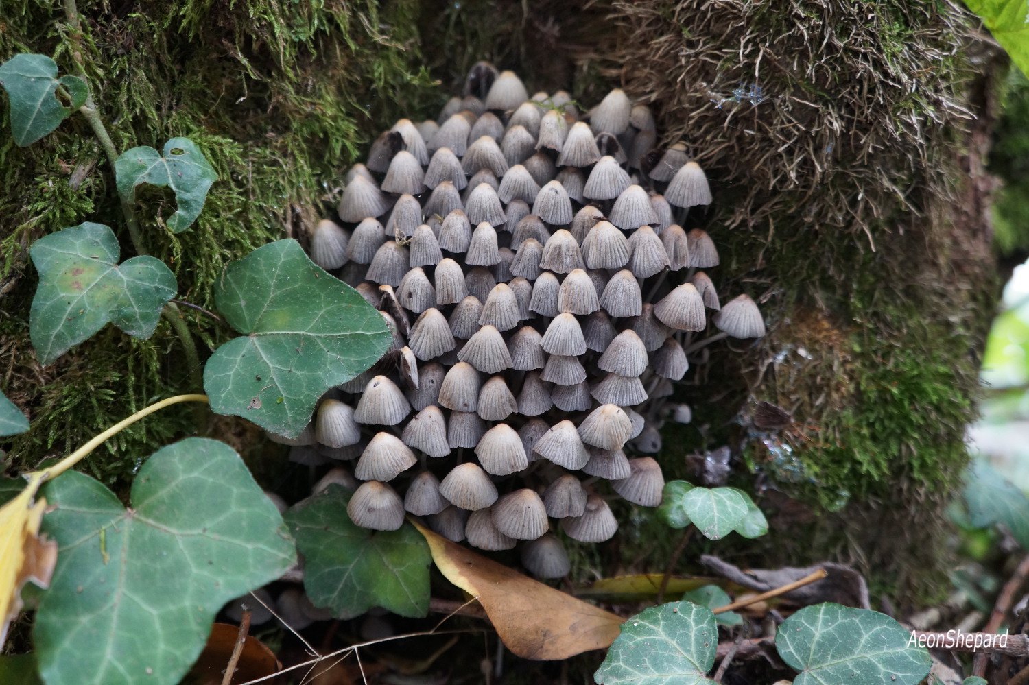 Coprinus disseminatus