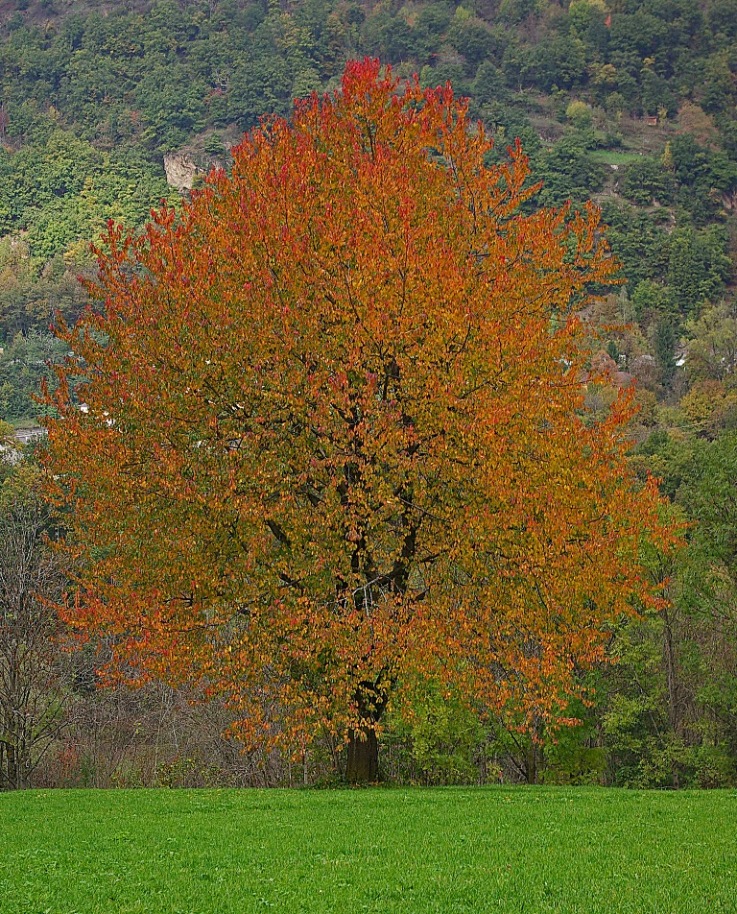 Autunno (a colori)