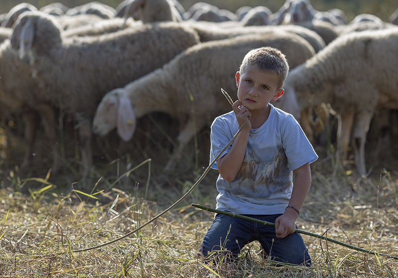 Pastore in erba