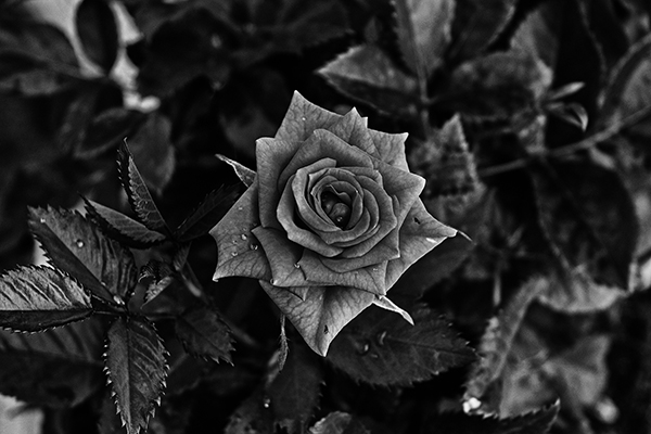 Rosa b&w