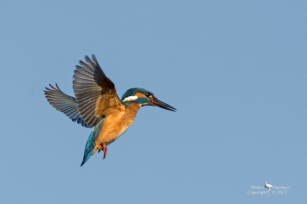 Martino in spirito santo