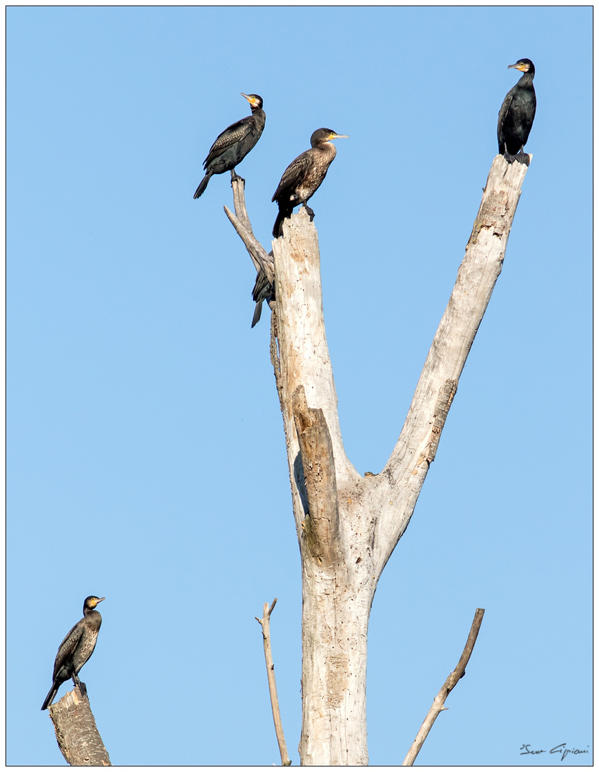 Siesta sulle rive dell'Adige